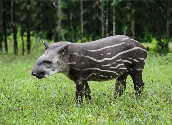 IMAGO Nature: Unsere Erde, Tiere, Gestreifte Tierarten Flachlandtapir, Flachland-Tapir (Tapirus terrestris), Jungtier, Ecuador, Yasuni Nationalpark Brazilian tapir, South American tapir, Amazonian tapir (Tapirus terrestris), pup, Ecuador, Yasuni National Park BLWS398579