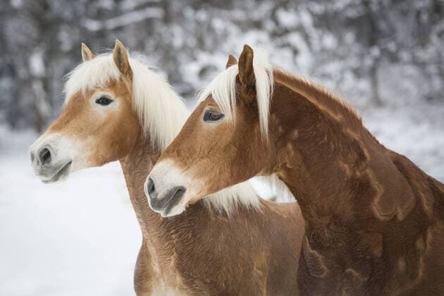  Haflinger im Schnee, Tirol, Österreich, Europa Copyright: imageBROKER/skmjdigital ibljmo04180111.jpg