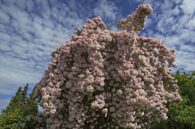  Blühende Weigelie (Weigela florida) gegen Wolkenhimmel, Bayern, Deutschland, Europa Copyright: imageBROKER/HelmutxMeyerxzurxCapellen ibxmzc04185373.jpg