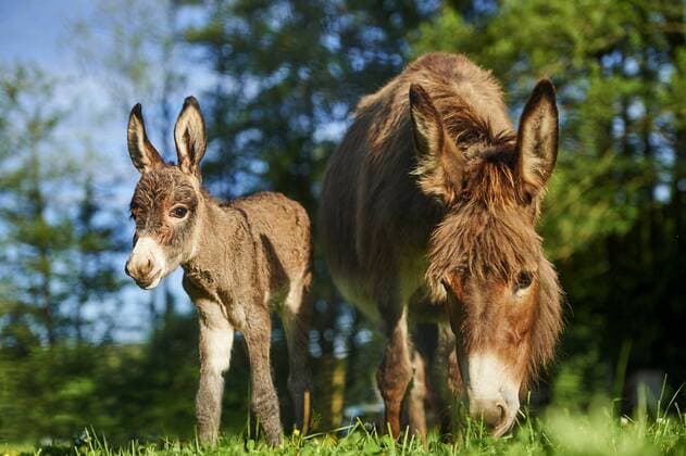 Esel, Hausesel, Haus-Esel (Equus asinus asinus), Eselstute mit ihrem acht Stunden altem Fohlen, Deutschland Domestic donkey (Equus asinus asinus), mother with her 8 hour old juvenile, Germany BLWS399801