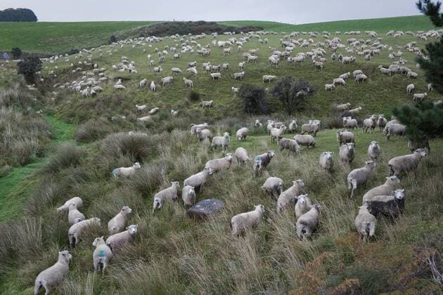 The Catlins --- New Zealand --- 17 05 2015 The Catlins, New Zealand - May 17, 2015 - Sheep grazing near Slope Point on May 17, 2015 in the Catlins, New Zealand, Highlight.