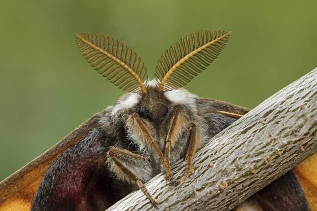 Kleines Nachtpfauenauge, Kleines Nacht-Pfauenauge (Saturnia pavonia, Eudia pavonia), Maennchen mit grossen Antennen, Deutschland Emperor moth, Small Emperor Moth (Saturnia pavonia, Eudia pavonia), male with large antennae, Germany BLWS400664