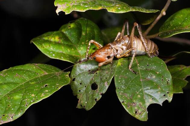 Weta (Anostostomatidae), sitzt auf einem Zweig, Madagaskar King cricket (Anostostomatidae), sitting on a branch, Madagascar BLWS399967
