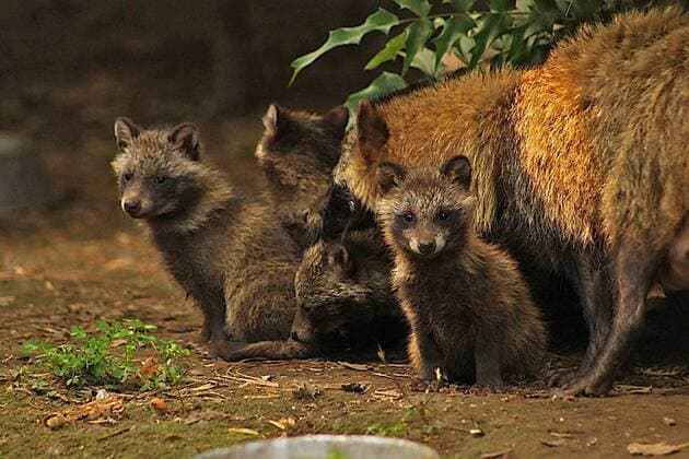 (150804) -- MEXICO CITY, Aug. 3, 2015 -- Raccoon dogs are seen in their cage in Chapultepec s Zoo, in Mexico City, capital of Mexico, on Aug. 3, 2015. A pair of raccoon dogs from Japan gave Mexico City s Chapultepec s Zoo new tenants: nine raccoon dogs, informed on Monday the Government of the capital of the country. NOTIMEX) MEXICO-MEXICO CITY-ENVIRONMENT-FAUNA e NOTIMEX 