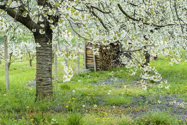 Kirschbaum, Kirsch-Baum (Prunus avium), bluehender Kirschbaum, Deutschland, Baden-Wuerttemberg Cherry tree, Sweet cherry (Prunus avium), blooming cherry tree, Germany, Baden-Wuerttemberg BLWS401518