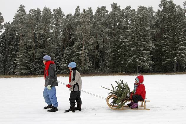 Kinder holen einen Christbaum  1065502200