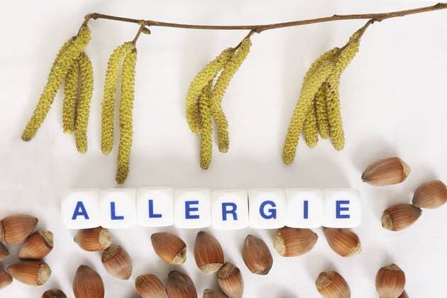 Haselnuss Allergien  1065503777