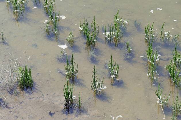 Queller, Gliedermelde (Salicornia spec.), im Watt, Deutschland, Schleswig-Holstein, Nordfriesland Glasswort (Salicornia spec.), in the wadden sea, Germany, Schleswig-Holstein, Northern Frisia BLWS402164