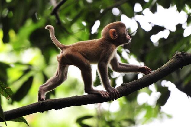 HUNAN, CHINA. JULY 16, 2015. A monkey in the Zhangjiajie National Forest Park. Yuri Smityuk TASS  TS007D03