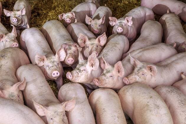 Glückliche Schweine in Sachsen DEU Sachsen Limbach-Oberfrohna Â Schweinemast: Die Agrargenossenschaft Sachsenland im Limbach-Oberfrohna bei Chemnitz legt viel Wert auf Stoffkreisläufe und Eigenvermarktung. Sie mästeten in acht, solcher mit Stroh gefüllter Boxen, bis zu 65 Tiere. Die 25 bis 30 Kilogramm schweren Läufer kommen mit zwei Monaten, wenn sie nach weiteren vier Monaten zum Schlachthof gebracht werden, bringen sie zwischen 100 und 115 Kilogramm auf die Waage. Die Schweine sollen sich wohl fühle, so stehen sie auf einer Strohschicht, die mitwächst . Jede Woche kommen neue Heuballen in die Boxen, die die Tiere zerpflücken. Sie dienen als Beschäftigungsmaterial - und dazu, damit die Tiere nicht auf dem blanken Mist stehen. Die Agrargenossenschaft mit rund 100 Mitrarbeitern ist keineswegs klein. Zu den mehr als 900 Schweinen kommen noch fast 3000 Rinder. Mehr als 30