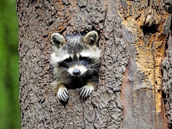 Waschbaer (Procyon lotor), schaut aus seiner Baumhoehle heraus, Deutschland, Sachsen common raccoon (Procyon lotor), looks out of a tree hole, Germany, Saxony BLWS403004