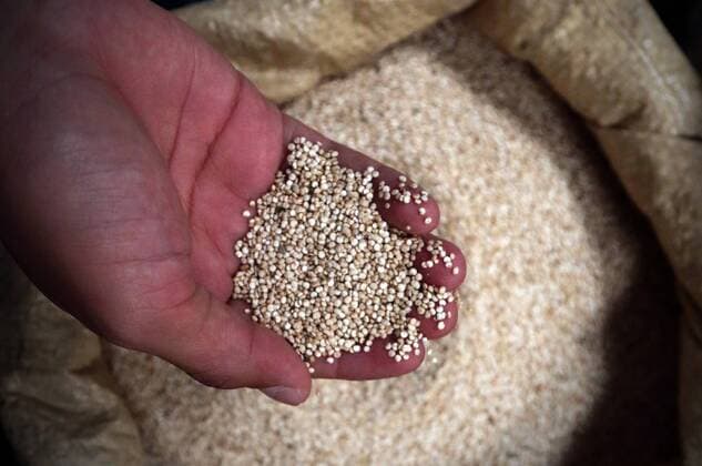 IMAGO Nature: Unsere Erde, Klimawandel, Ernährung, Pflanzen der Zukunft, Quinoa Landwirtschaft, Quinoa Anbau Image taken on Aug. 26, 2015 shows a seller holding quinoa in his hand at San Roque Market, in Quito, capital of Ecuador. Quinoa, a species of goosefoot, is a grain crop grown primarily for its edible seeds. The undemanding and altitude-hardy plant, originally grown in Bolivia, Ecuador and Peru, has a planting history of 5,000 to 7,000 years. Scientific research shows quinoa has great nutritional value. It is high in essential amino acids, minerals, vitamins and good fatty acids, and can boost immunity. The United Nations declared 2013 the International Year of Quinoa to recognize its nutritional, ecological and economic benefits. Santiago Armas) (fnc) ECUADOR-COLTA-HEALTH-FOODS-FEATURE e SantiagoxArmas 