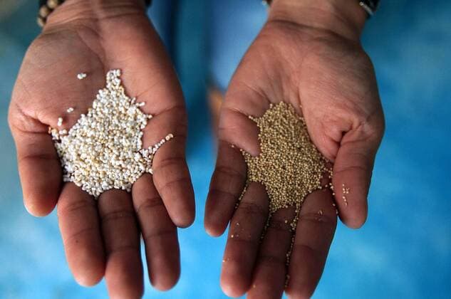 IMAGO Nature: Unsere Erde, Klimawandel, Ernährung, Pflanzen der Zukunft, Amaranth Undated image shows a person holding amaranth seeds in Mexico City, capital of Mexico. Some of the benefits of amaranth is helping to fight against cancer, especially colon, and is also an ally in the prevention and cure of osteoporosis, diabetes, obesity, hypertension, liver failure and malnutrition. Amaranth is considered a complete food such as quinoa, and both were selected to be part of the diet of astronauts. NOTIMEX) (fnc) MEXICO-MEXICO CITY-HEALTH-FOODS-FEATURE e NOTIMEX 