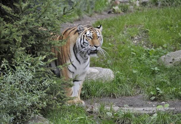 Tiegerweibchen Maruschka im Tierpark Hagenbeck in Hamburg 29 08 2015