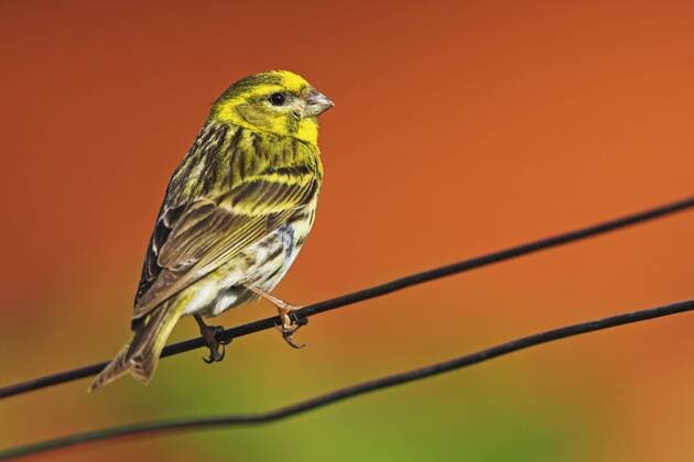 Girlitz (Serinus serinus), Maennchen, Deutschland, Rheinland-Pfalz European serin (Serinus serinus), singing, Germany, Rhineland-Palatinate BLWS185060