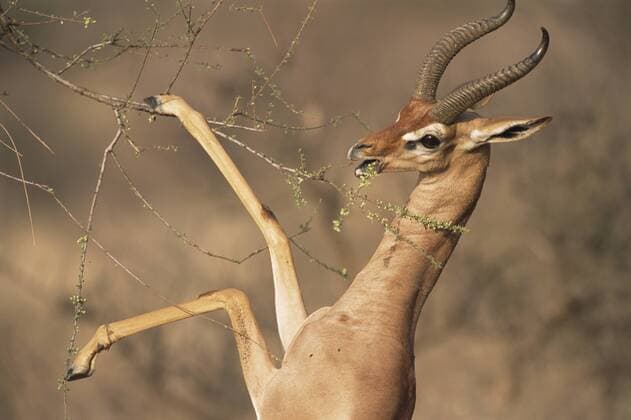 Gerenuk (Litocranius walleri) browsing on acacia tree, Kenya, Samburu National Reserve Gerenuk  JamesxWarwick (225150)