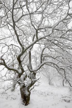 English Oak (Quercus robur) covered in snow in a snowy landscape., Belgium, Luik Liége, Hoge Venen Hautes Fagnes English Oak  GerardxdexHoog (226542)
