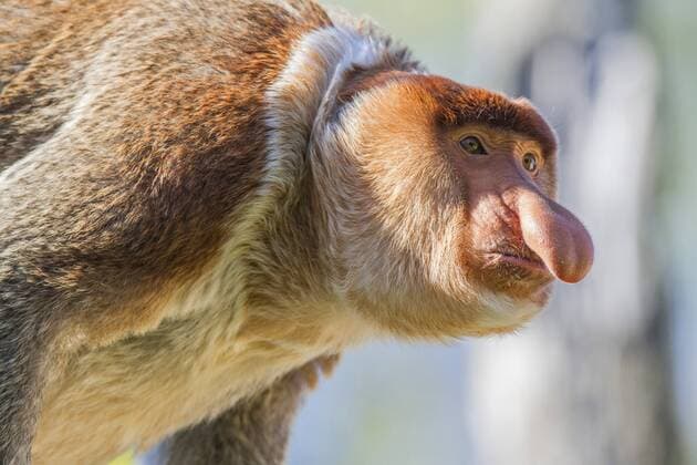 Nasenaffe, Nasen-Affe (Nasalis larvatus), Portraet proboscis monkey (Nasalis larvatus), portrait BLWS328001