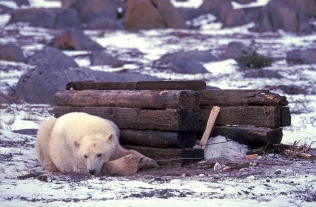 Eisbaer (Ursus maritimus), in der Falle, Kanada, Manitoba, Churchill polar bear (Ursus maritimus), trapped, Canada, Manitoba, Churchill BLWS020514