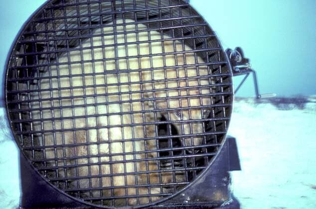 Eisbaer (Ursus maritimus), Eisbaer in der Falle, Kanada, Manitoba, Churchill polar bear (Ursus maritimus), polar bear in a trap, Canada, Manitoba, Churchill BLWS020519