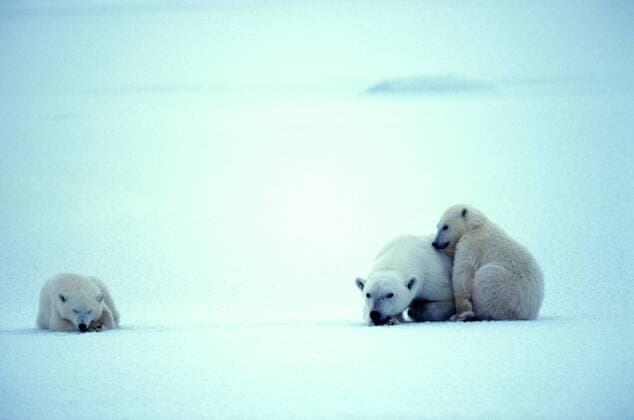 TECHNIK UND WISSENSCHAFT Fotostory: Eisbär-Untersuchung in Kanada Eisbaer (Ursus maritimus), Weibchen und zwei junge Eisbaeren, Kanada, Manitoba, Churchill polar bear (Ursus maritimus), female and two polar bear cubs, Canada, Manitoba, Churchill BLWS020511