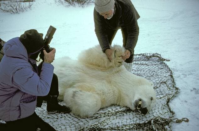 TECHNIK UND WISSENSCHAFT Fotostory: Eisbär-Untersuchung in Kanada Eisbaer (Ursus maritimus), betaeubter Eisbaer liegt am Boden und wird von Biologen untersucht, Kanada, Manitoba, Churchill polar bear (Ursus maritimus), anesthetized, Canada, Manitoba, Churchill BLWS020525