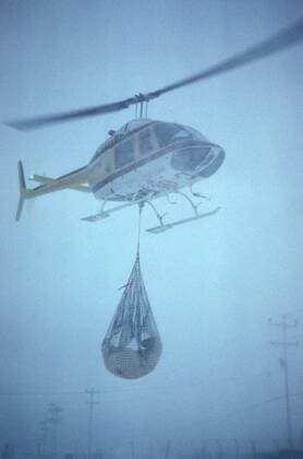 TECHNIK UND WISSENSCHAFT Fotostory: Eisbär-Untersuchung in Kanada Eisbaer (Ursus maritimus), gefangener Eisbaer wird von einem Hubschrauber abtransportiert, Kanada, Manitoba, Churchill polar bear (Ursus maritimus), caught polar bear transported by a helicopter, Canada, Manitoba, Churchill BLWS020529