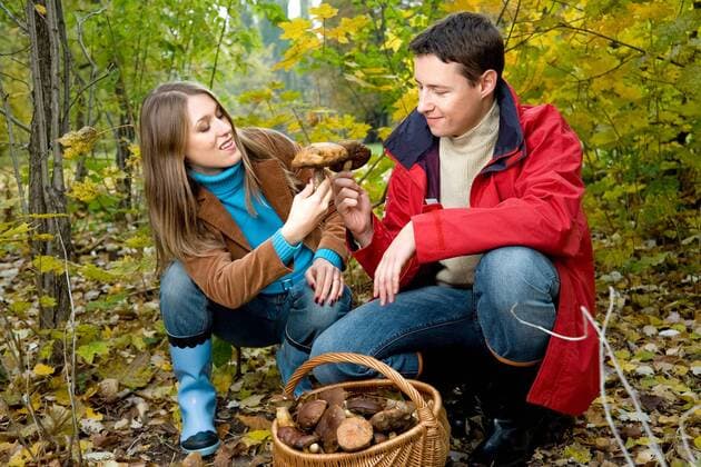 Young couple picking up mushrooms together in the forest.  1275831