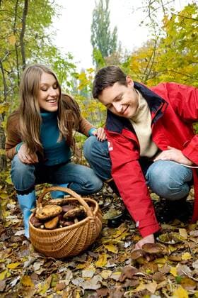 Young couple picking up mushrooms together in the forest.  1275837