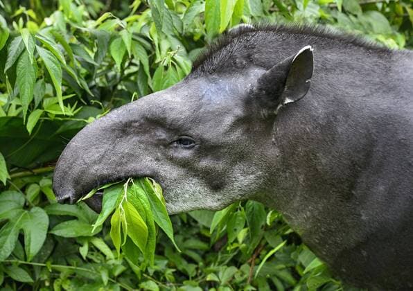 Flachlandtapir (Tapirus terrestris), Weibchen, beim Fressen, Amazonas Regenwald, Yasuni Nationalpark, Ecuador, Südamerika Copyright: imageBROKER GuenterxFischer iblgva04220926.jpg