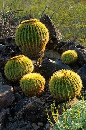 BARREL CACTUS at the DESERT BOTANICAL GARDEN in PHOENIX, with the largest collection of desert plants in the US - ARIZONA McPLOV McPLOV