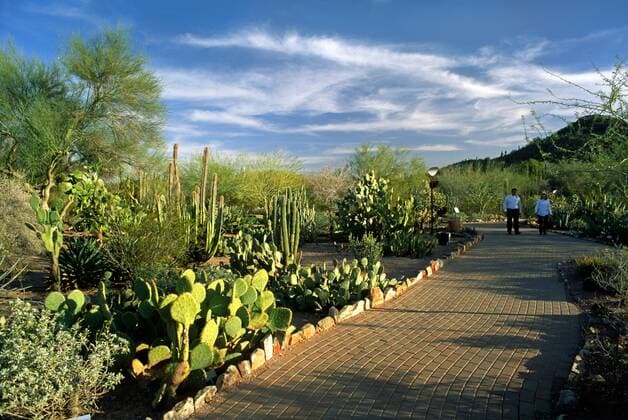 The DESERT BOTANICAL GARDEN in PHOENIX ARIZONA has the largest collection of desert plants in the US McPLOV McPLOV