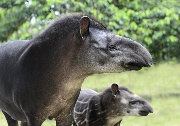 Flachlandtapir, Weibchen mit Jungem (Tapirus terrestris), Familie der Tapire (Tapiridae), Amazonas Regenwald, Yasuni Nationalpark, Ecuador, Südamerika Copyright: imageBROKER GuenterxFischer ibxgva04220965.jpg
