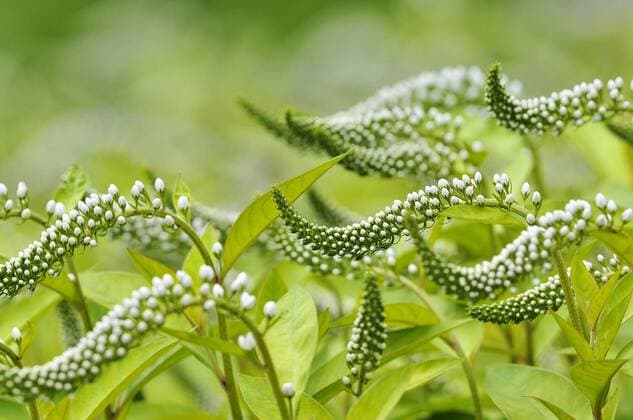  Schnee-Felberich (Lysimachia clethroides), Blütenstand, Nordrhein-Westfalen, Deutschland, Europa Copyright: imageBROKER/Frederik ibxrba04213521.jpg