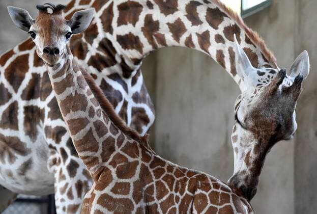 (150916) -- HEFEI, Sept. 16, 2015 -- Photo taken on Sept. 16, 2015 shows a baby giraffe and its mother at the Hefei Wild Zoo in Hefei, capital of east China s Anhui Province. A name collection activity for the newly-born giraffe was held at the zoo recently. )(mcg) CHINA-HEFEI-BABY GIRAFFE-NAME COLLECTION (CN) GuoxChen 