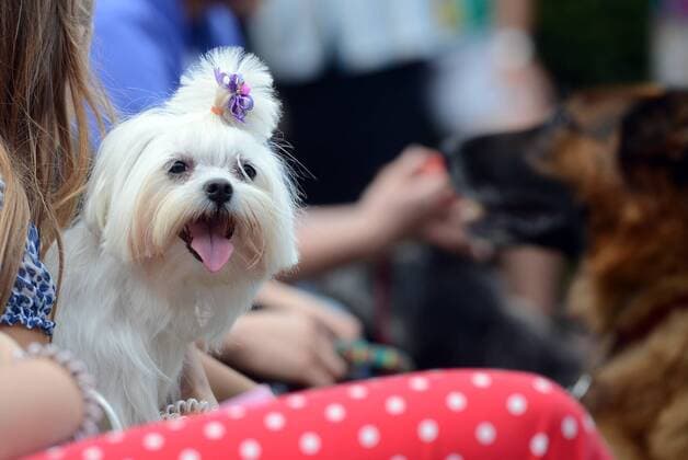 Garden of Eden of Angels Museum held a concert for pets 16.09.2015., Croatia, Varazdin - Garden of Eden of Angels Museum held a concert for pets. The concert was attended by singer Sanja Dolezal and Minister of Social Welfare and Youth Milanka Opacic with her dog Jumper.  MarkoxJurinec PIXSELL
