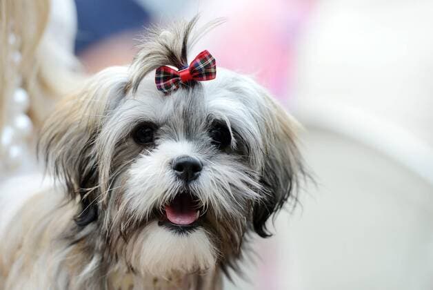 Garden of Eden of Angels Museum held a concert for pets 16.09.2015., Croatia, Varazdin - Garden of Eden of Angels Museum held a concert for pets. The concert was attended by singer Sanja Dolezal and Minister of Social Welfare and Youth Milanka Opacic with her dog Jumper.  MarkoxJurinec PIXSELL