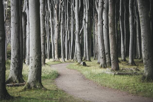 Germany, Nienhagen, forest track through Gespensterwald  ASCF000272