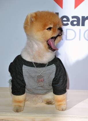 Las Vegas, Nevada, United States of America - Jif the pomeranian attends the 2015 iHeartRadio Music Festival on September 18, 2015 at MGM Grand Arena in Las Vegas, Nevada. Las Vegas United States of America - ZUMAt114
