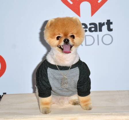 Las Vegas, Nevada, United States of America - Jif the pomeranian attends the 2015 iHeartRadio Music Festival on September 18, 2015 at MGM Grand Arena in Las Vegas, Nevada. Las Vegas United States of America - ZUMAt114