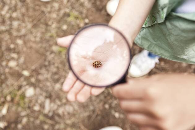 Ladybird on girl s hand under magnifying glass model released Symbolfoto  MFRF000276
