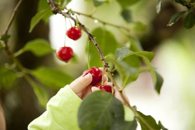 Little girl s hand picking cherry from a tree model released Symbolfoto property released  MFRF000309