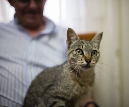 Portrait of tabby cat sitting on the lap of senior man model released Symbolfoto property released  RAEF000332