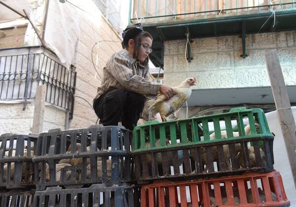 An Ultra-Orthodox Jewish boy holds a chicken that will be used in the Kaparot ritual before Yom Kippur, the Day of Atonement, in Mea Shearim in Jerusalem, Israel, September 20, 2015. Jews recite prayers in the Kaparot ritual while swinging a live chicken over their heads to symbolically transfer their sins for the year to the chicken, which is butchered, eaten or donated to charity. Yom Kippur, the holiest day in the Jewish year, begins at sundown September 22, when the entire country will come to a standstill as Jews pray, fast and refrain from smoking and sex.  JER2015092007 DEBBIExHILL