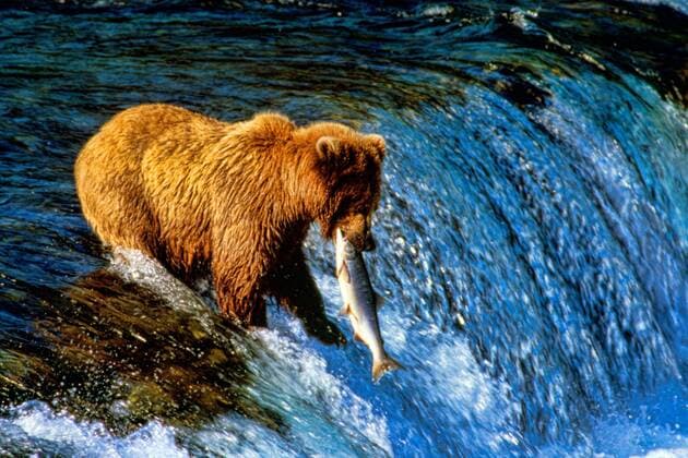 USA: Alaska Alaska Brown Bear Catching Salmon Brooks Falls in Katmai Park Alaska USA McPBBA McPBBA