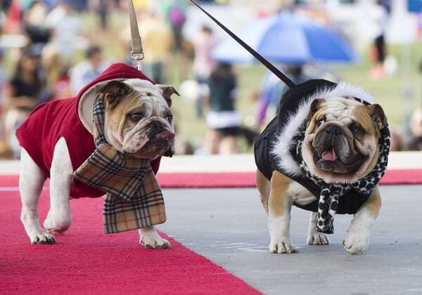 (150927) -- TORONTO, Sept. 27, 2015 -- Two dressed up pet dogs are seen on stage during the fashion show event of the 2015 Woofstock at Woodbine Park in Toronto, Canada, Sept. 27, 2015. Woofstock is the largest outdoor festival for dogs in North America. ) CANADA-TORONTO-WOOFSTOCK-PET DOG-FASHION SHOW ZouxZheng 