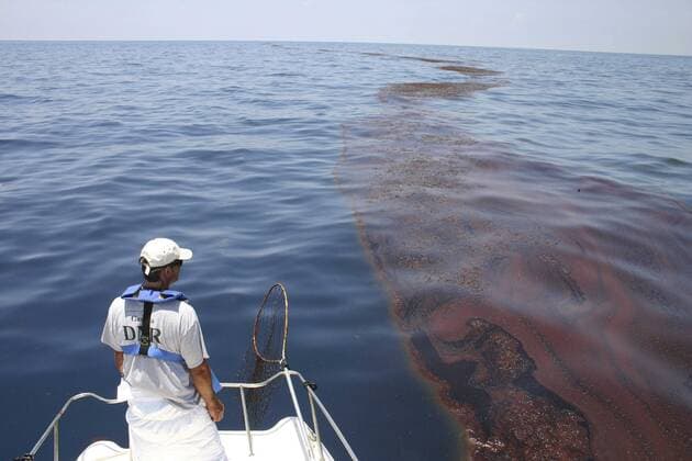 June 2, 2015 - Gulf Of Mexico, LA, United States of America - A wildlife biologist views the massive oil slick in the sargassum caused by the Deepwater Horizon BP oil spill June 14, 2010 in the Gulf of Mexico. Gulf Of Mexico United States of America - ZUMAp138