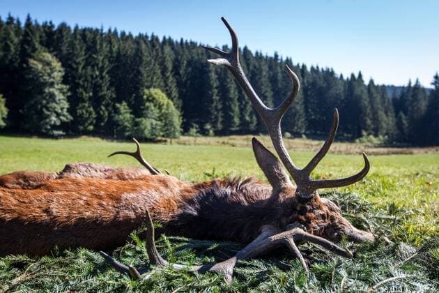 Alzunah , 021015 ,Jagd im Thüringer Forst, Jagdgesellschaft, Jagd auf Schwarzwild und Rotwild, im Bild: vom Jäger geschossener Hirsch liegt auf Strecke