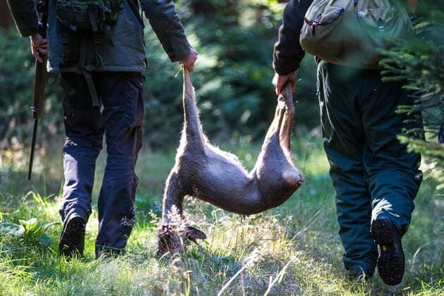 Alzunah , 021015 ,Jagd im Thüringer Forst, Jagdgesellschaft, Jagd auf Schwarzwild und Rotwild Bild: Jäger tragen geschossenes Wild