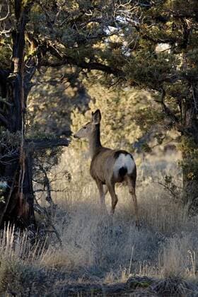 Schwarzwedelhirsch, Maultierhirsch (Odocoileus hemionus), Weibchen in Wachholder-Wald, USA, Oregon, Bend mule deer, black-tailed deer (Odocoileus hemionus), female in Juniper forest, USA, Oregon, Bend BLWS153746